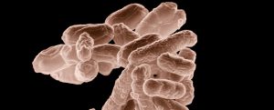 koliformní bakterie
